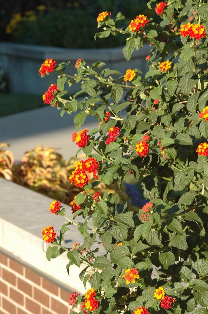Lantana camara Miss Huff