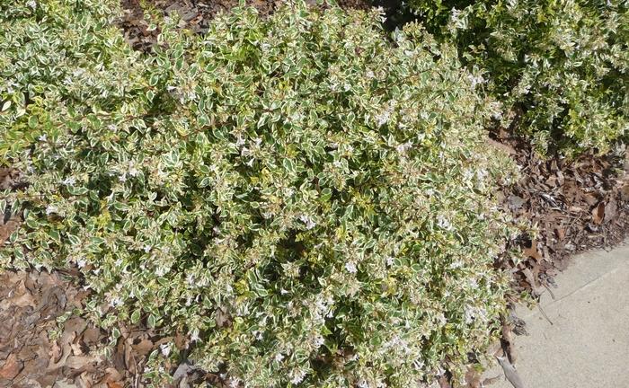 Abelia x grandiflora Twist of Lime™