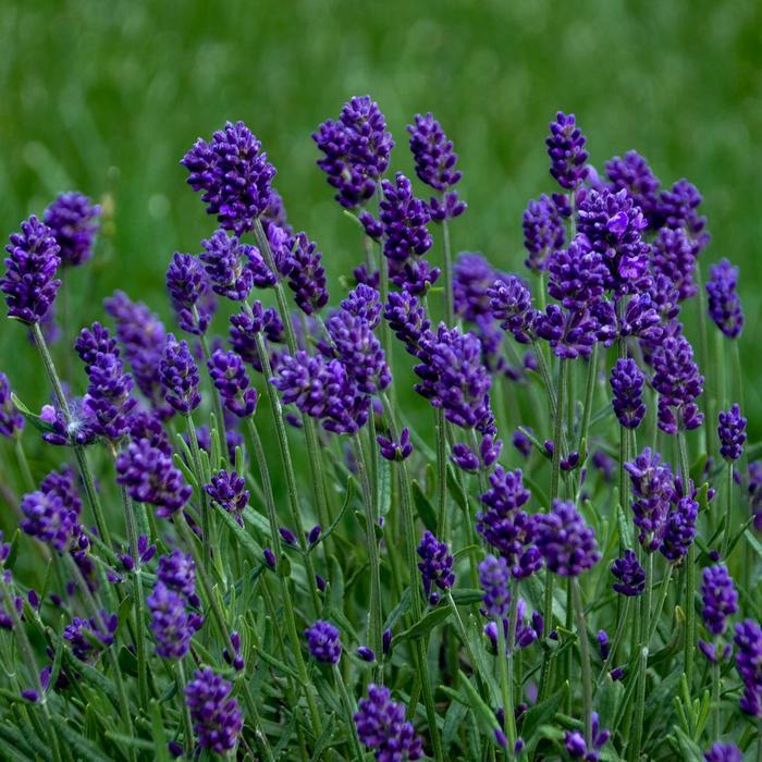Lavandula angustifolia Lavance Deep Purple