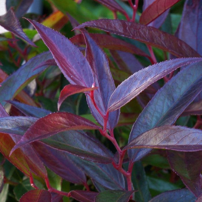 Leucothoe keiski Burning Love™