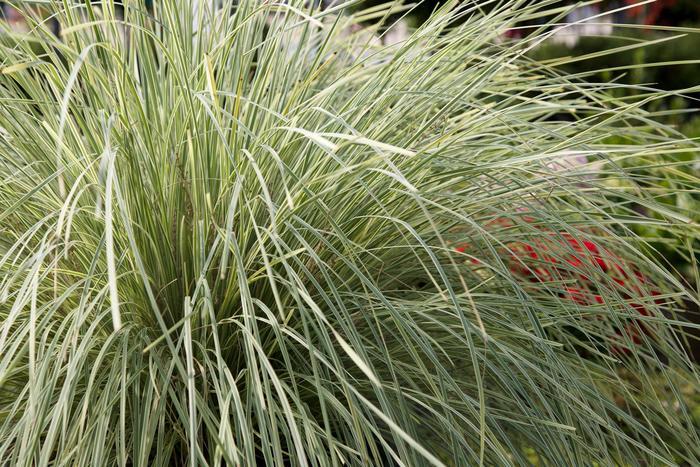 Lomandra longifolia Platinum Beauty™