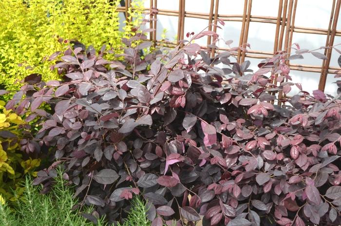 Loropetalum chinense Purple Diamond®