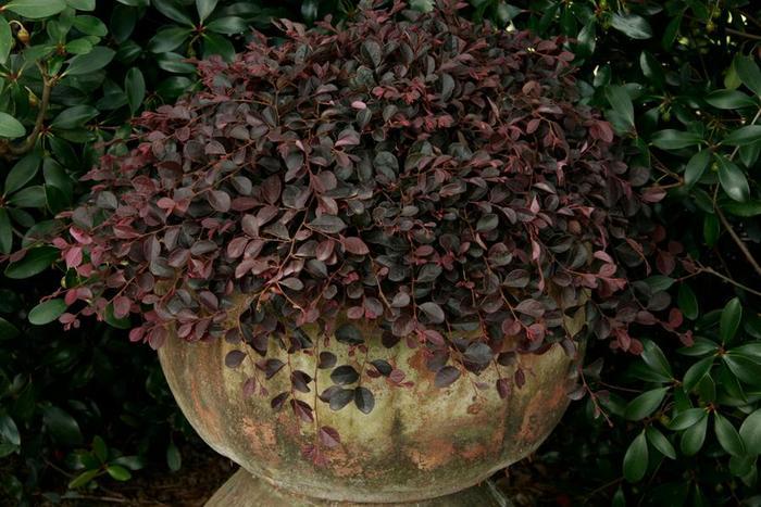 Loropetalum chinense Purple Pixie®