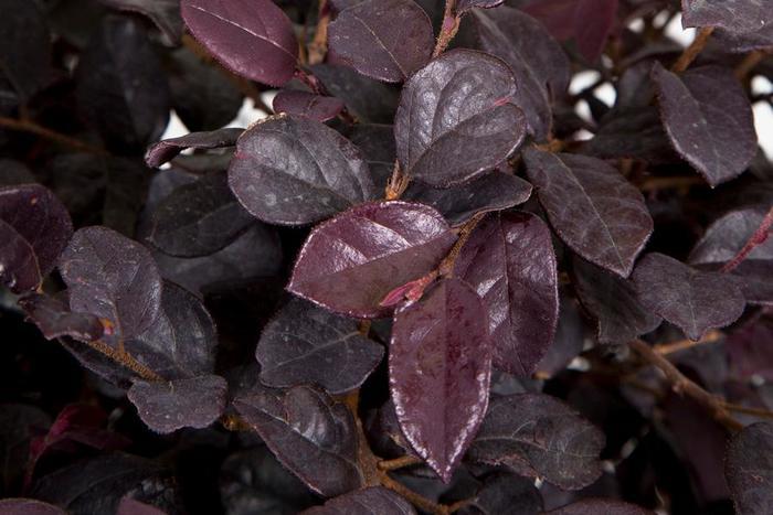 Loropetalum chinense Red Diamond™