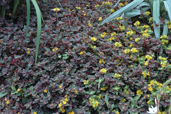Lysimachia congestiflora Persian Chocolate