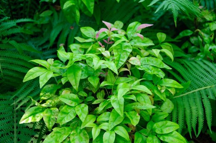 Nandina domestica Blush Pink™