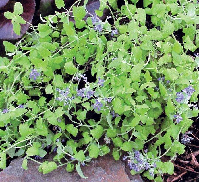 Nepeta x faassenii Limelight