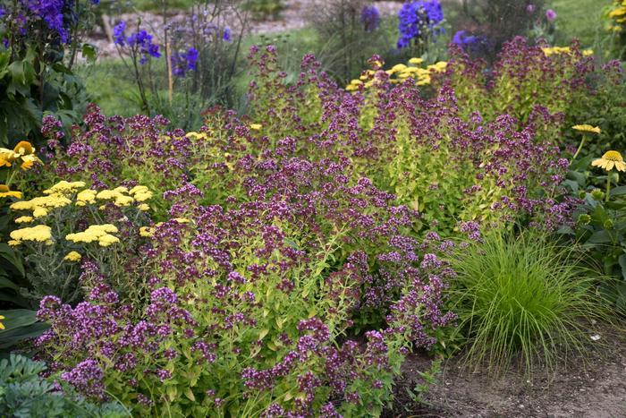 Origanum Drops of Jupiter
