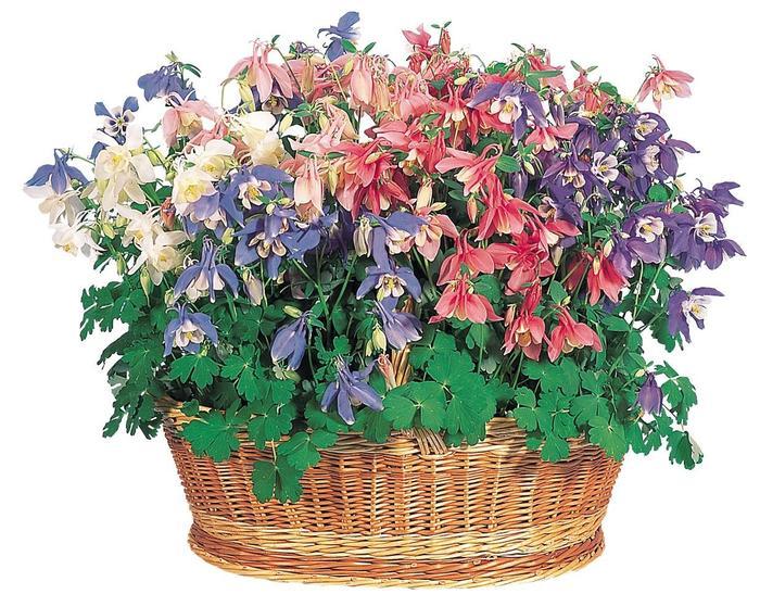 Aquilegia Spring Magic Mix