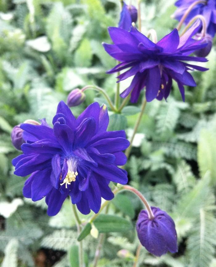 Aquilegia vulgaris Blue Barlow