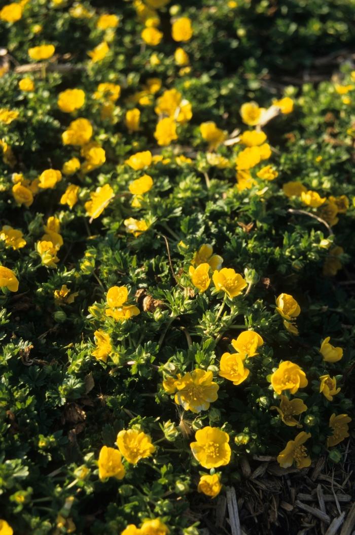 Potentilla neumanniana (verna) Nana