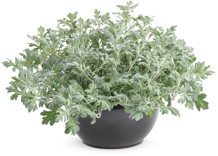 Artemisia stelleriana Silver Bullet®