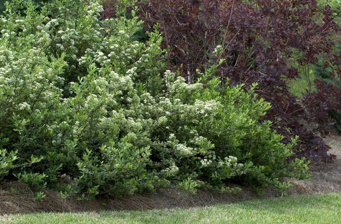 Pyracantha x Mohave