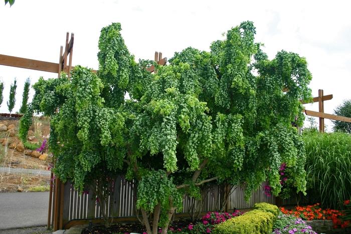 Robinia pseudoacacia Twisty Baby™