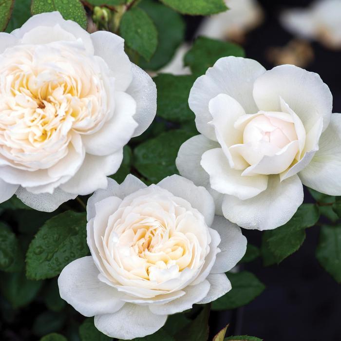 Rosa Bolero™