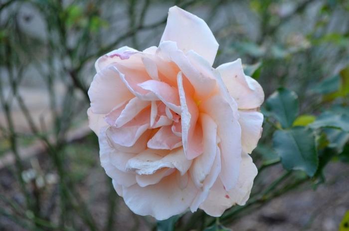 Rosa Mother of Pearl®