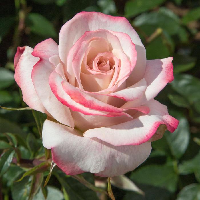 Rosa Pinkerbelle™