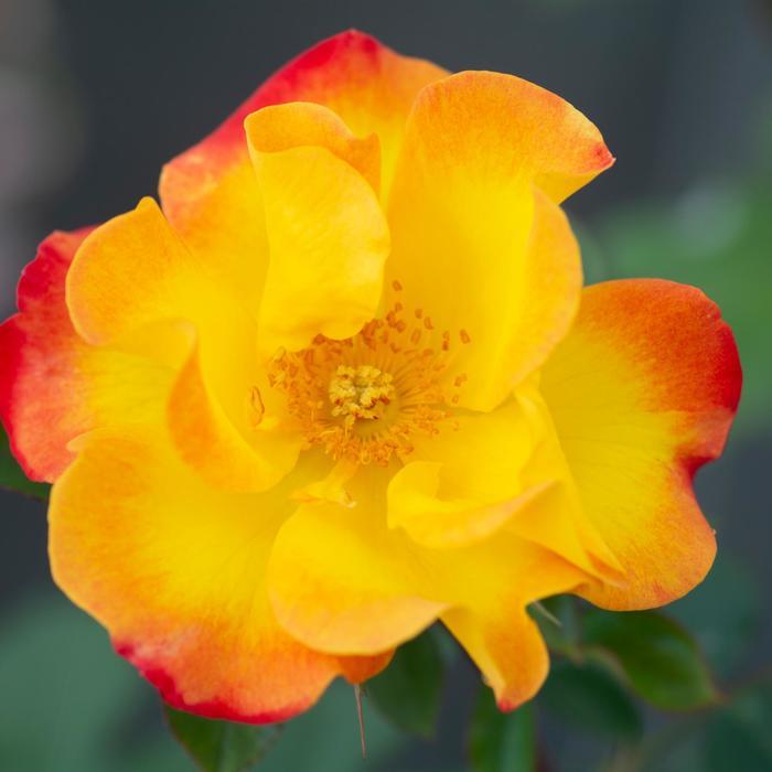 Rosa Sunset Horizon™