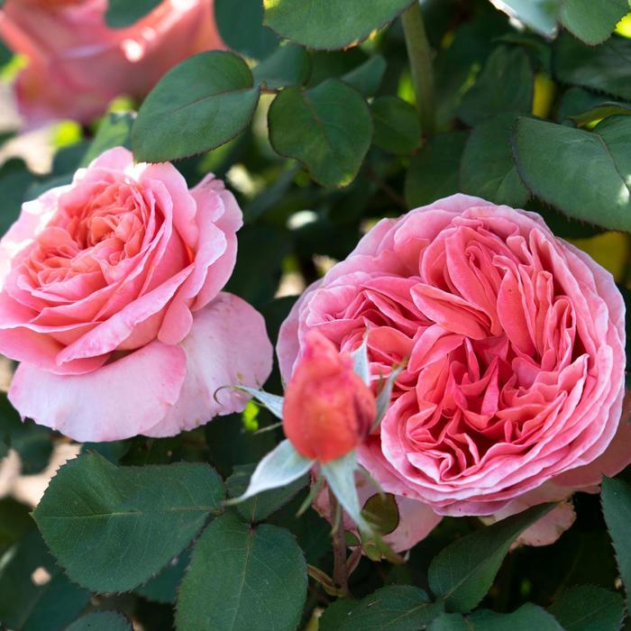 Rosa Sweet Mademoiselle™