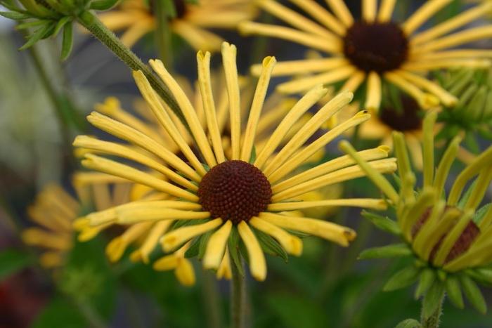 Rudbeckia subtomentosa Henry Eilers