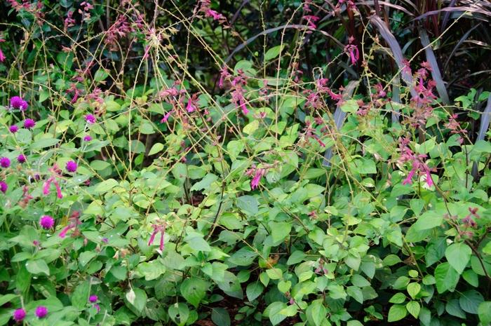 Salvia Wendy's Wish