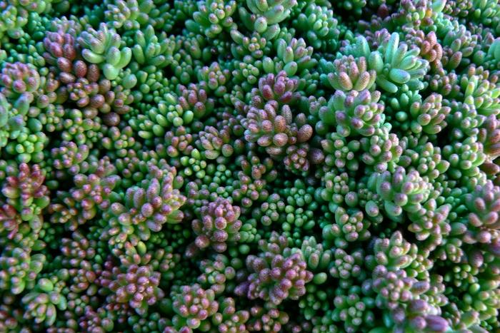 Sedum album Coral Carpet