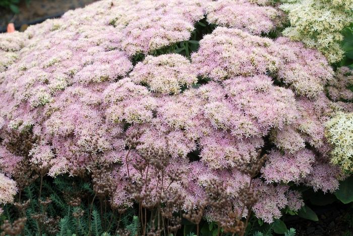 Sedum spectabile Crystal Pink
