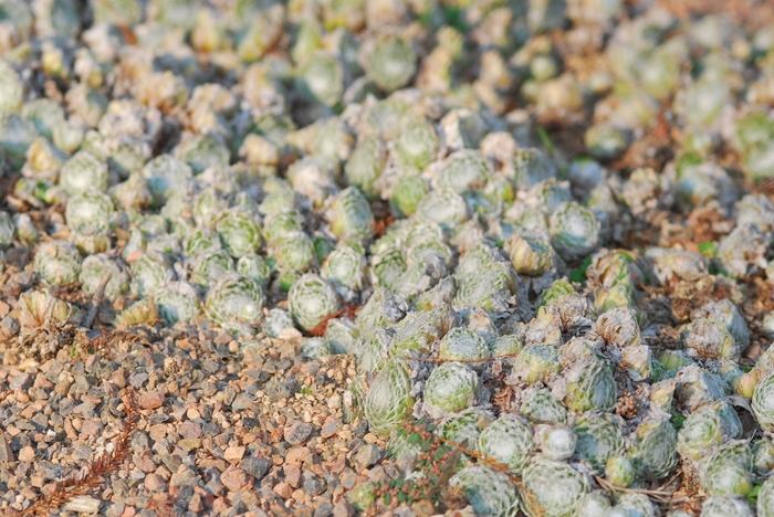 Sempervivum arachnoideum subsp. tomentosum Cobweb