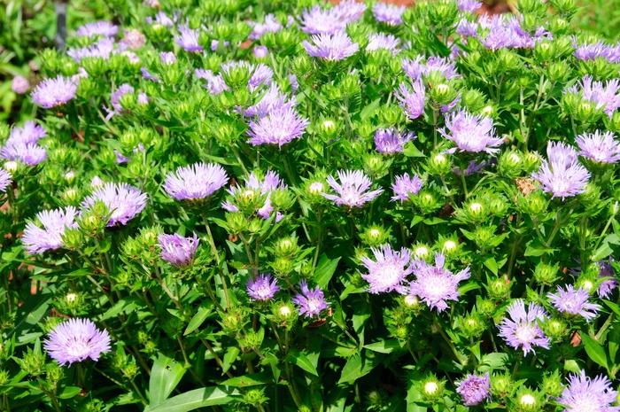 Stokesia laevis Mel's Blue