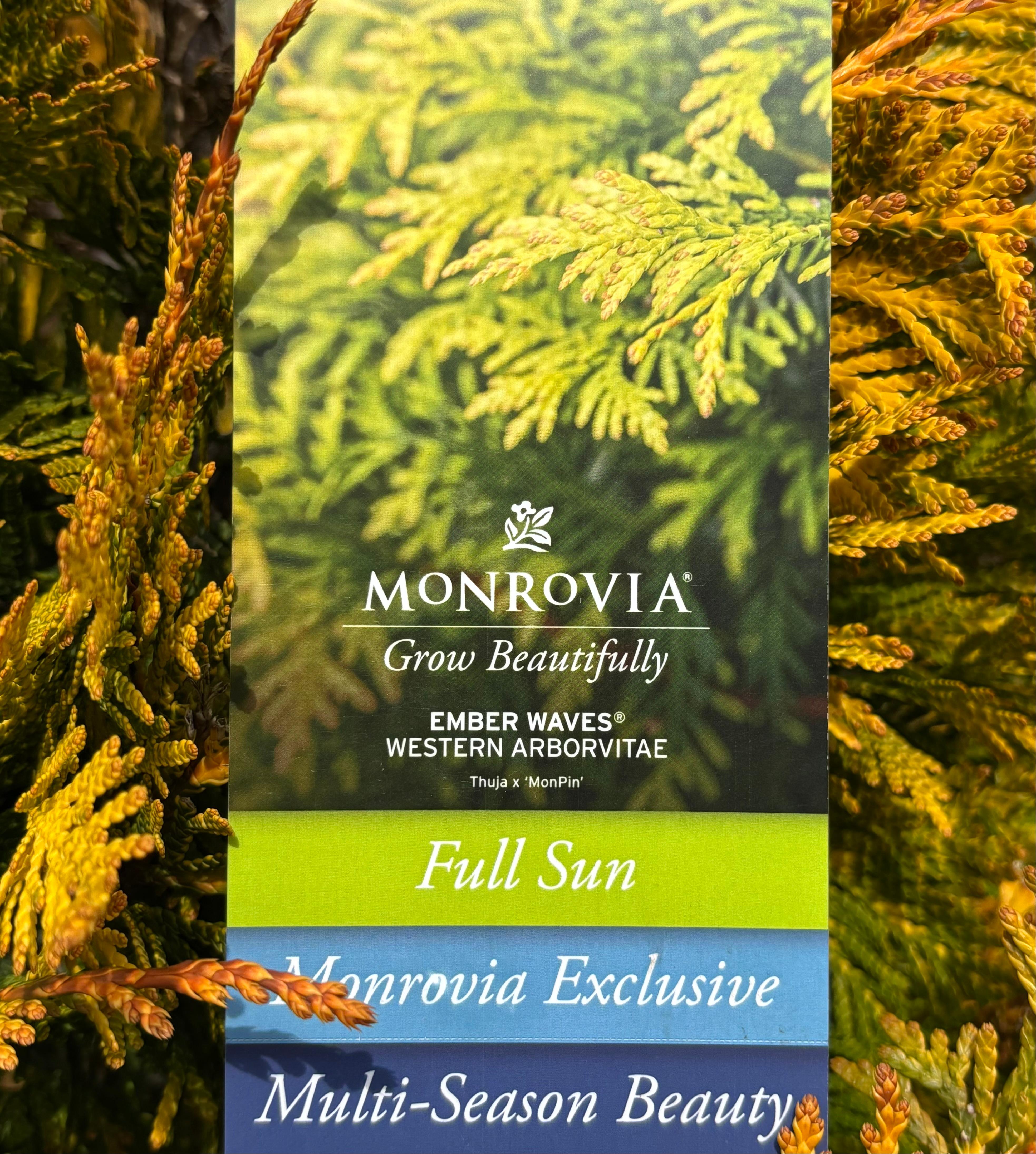 Thuja 'Ember Waves®'