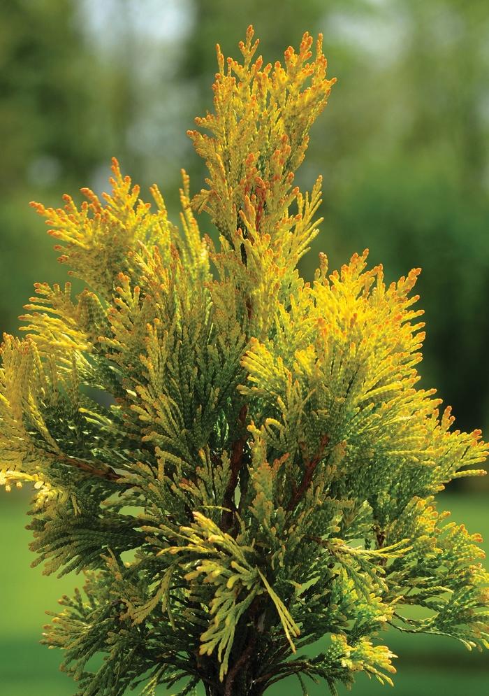 Thuja plicata Forever Goldy™