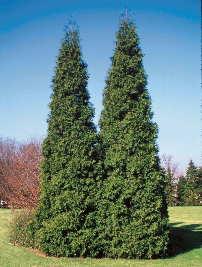 Thuja plicata Spring Grove®
