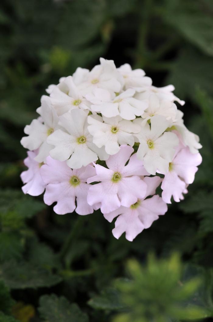 Verbena peruviana EnduraScape™ White Blush