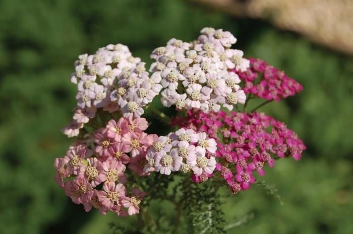 Achillea millefolium Summer Pastels