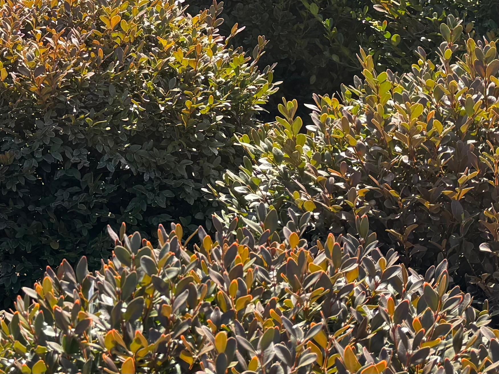 Buxus 'Green Velvet'