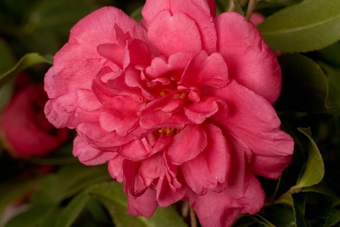Camellia sasanqua Alabama Beauty™
