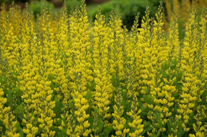Baptisia American Goldfinch