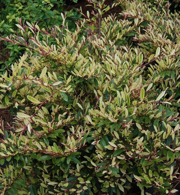 Distylium Spring Frost™