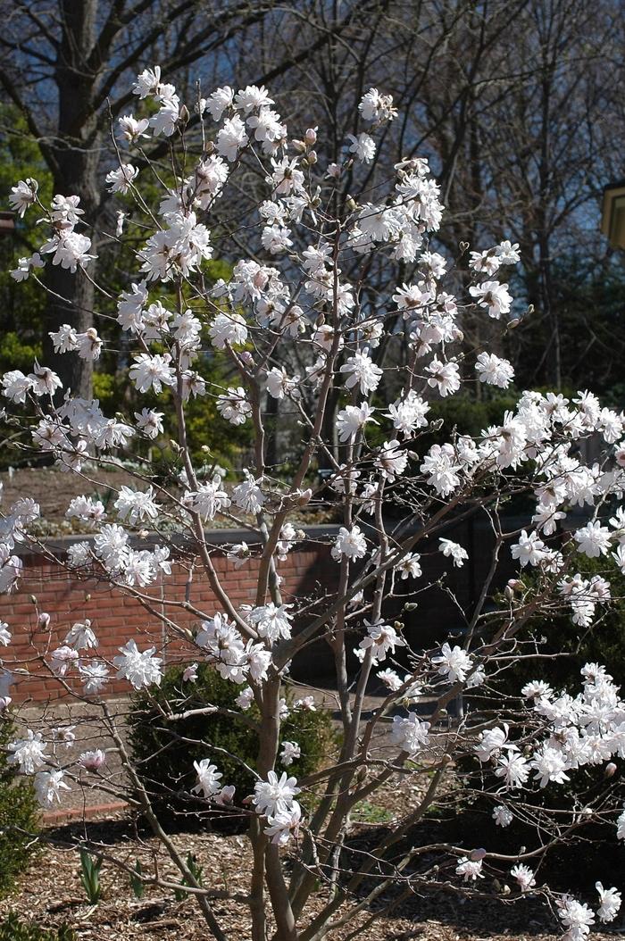 Magnolia stellata Waterlily