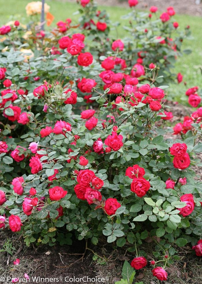 Rosa Oso Easy Double Red®