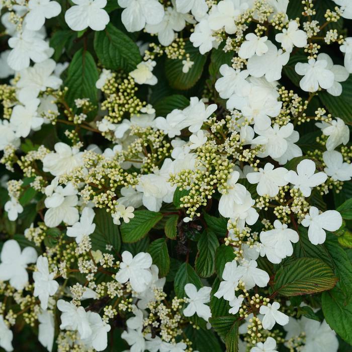 Viburnum plicatum var. tomentosum Steady Eddy®