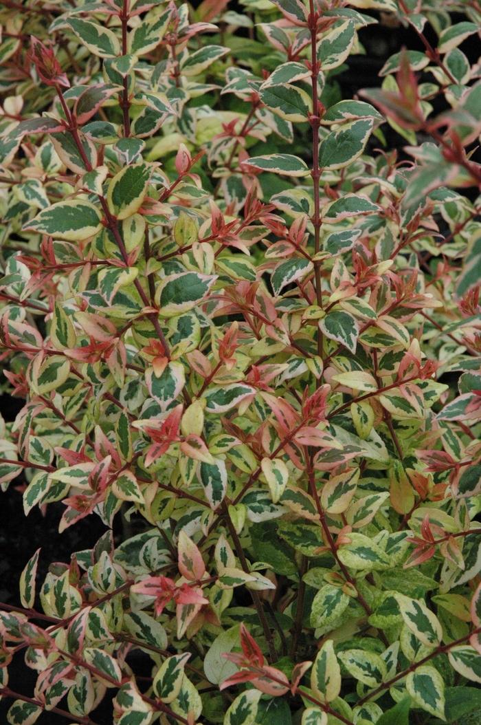 Abelia x grandiflora Mardi Gras