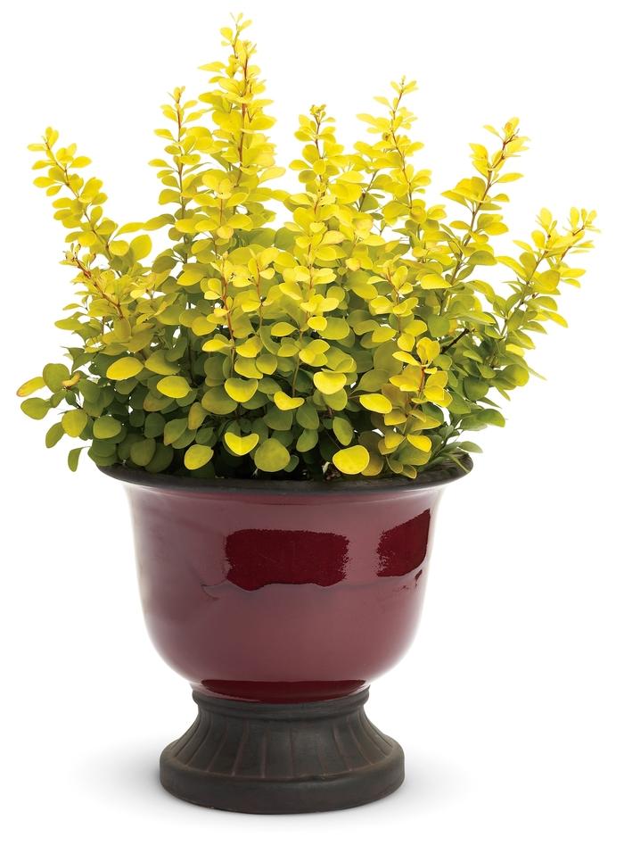 Berberis thunbergii Sunjoy Gold Pillar®