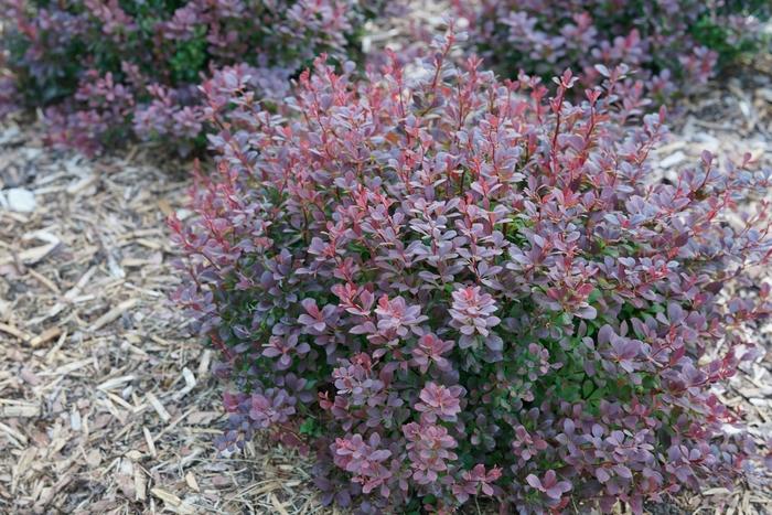 Berberis thunbergii Sunjoy Todo®