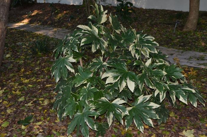 Fatsia japonica Variegata