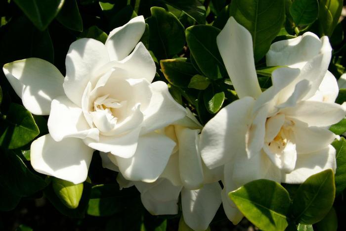 Gardenia jasminoides Jubilation™