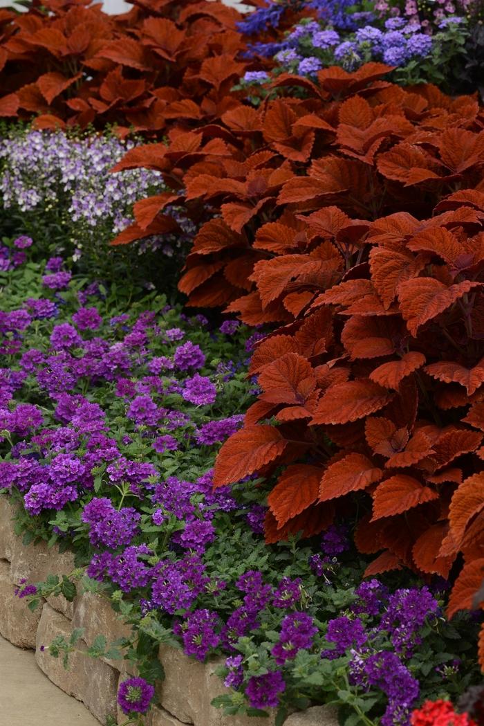 Coleus Inferno