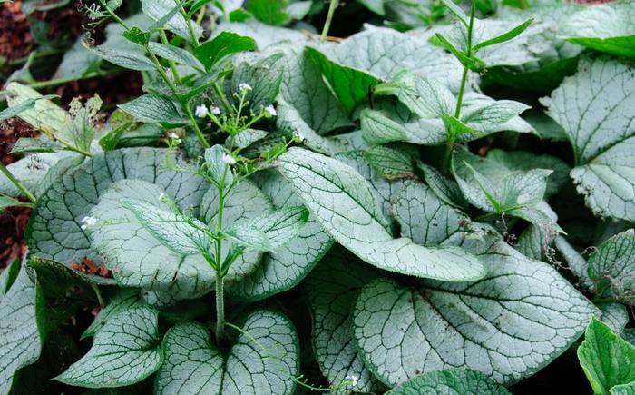 Brunnera macrophylla Sea Heart