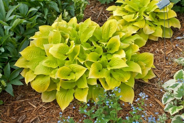 Hosta Fire Island