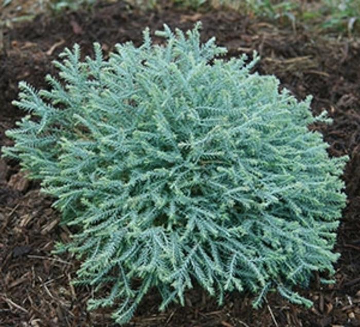 Thuja occidentalis Pancake™